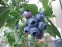 blueberry-20170618_02.jpg