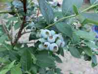 blueberry-20200603_02.jpg