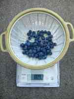 blueberry-20220623_01.jpg