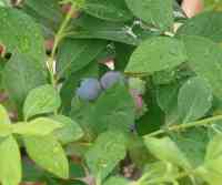 blueberry-20230603_01.jpg