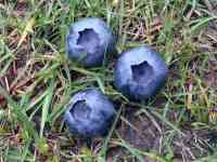 blueberry-20230613_01.jpg