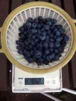 blueberry-20230628_01.jpg