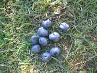blueberry-20240612_03.jpg
