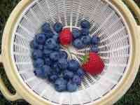 blueberry-20240619_01.jpg