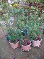 blueberry-20250504_01.jpg