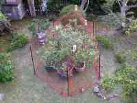 blueberry-20250504_02.jpg