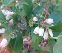 blueberry-20250504_03.jpg
