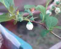 blueberry-20250504_04.jpg