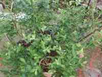 blueberry-20250514_01.jpg