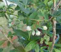 blueberry-20250514_02.jpg
