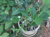 blueberry-20250514_03.jpg