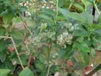blueberry-20250514_04.jpg