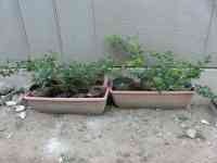 blueberry-20250514_05.jpg