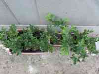 blueberry-20250514_06.jpg