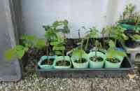 blueberry-20250514_07.jpg