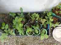 blueberry-20250514_08.jpg