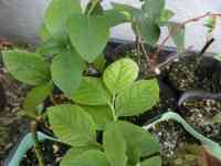 blueberry-20250514_09.jpg