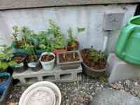 blueberry-20250514_10.jpg