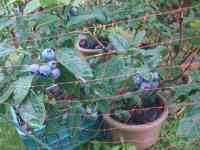 blueberry-20250615_01.jpg