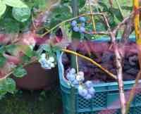 blueberry-20250615_02.jpg