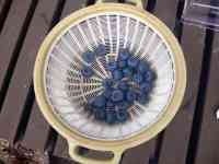 blueberry-20250615_03.jpg