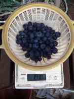 blueberry-20250619_01.jpg