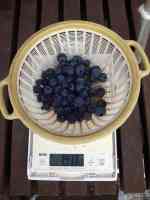 blueberry-20250622_01.jpg