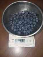 blueberry-20250625_01.jpg