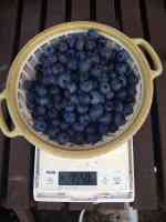 blueberry-20250629_01.jpg