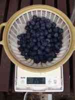 blueberry-20250702_01.jpg