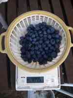 blueberry-20250712_01.jpg