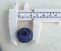 blueberry-20250712_03.jpg