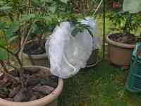 blueberry-20250721_02.jpg
