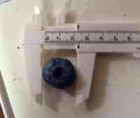 blueberry-20250721_06.jpg