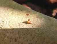 blueberry-20250731_01.jpg