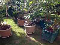 blueberry-20251013_01.jpg