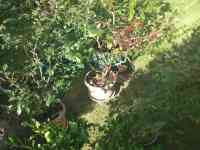 blueberry-20251013_02.jpg