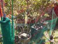 blueberry-20260505_01.jpg