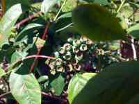 blueberry-20260505_02.jpg