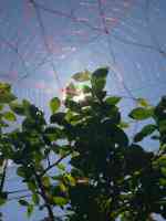 blueberry-20260505_04.jpg