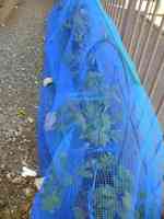 blueberry-20260505_05.jpg