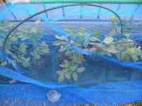 blueberry-20260505_06.jpg