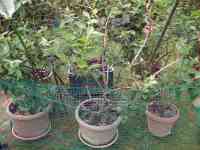 blueberry-20260516_01.jpg
