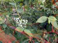 blueberry-20260516_02.jpg