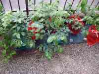 blueberry-20260516_03.jpg