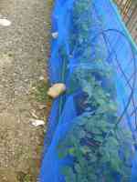 blueberry-20260516_04.jpg