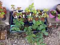 blueberry-20260516_05.jpg