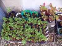blueberry-20260516_06.jpg