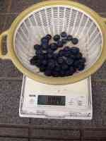 blueberry-20260614_01.jpg