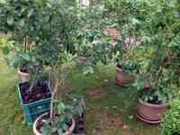 blueberry-20260628_01.jpg